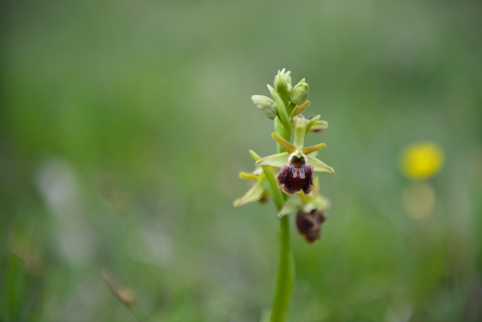 Ophrys tyrrhena?